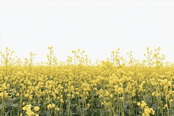 Obraz premium Field of yellow flowers with a white background. The field is full of flowers and the sun is shining brightly