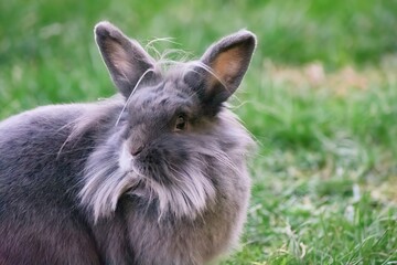 Obraz premium Rabbit