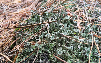 Cladonia fimbriata or the trumpet cup lichen Cladonia lichen, on forest.
