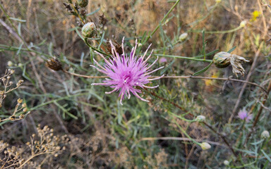 Jurinea cyanoides, family Asteraceae, wild flower purple.