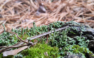 Cladonia fimbriata or the trumpet cup lichen Cladonia lichen, on forest.