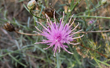 Jurinea cyanoides, family Asteraceae, wild flower purple.