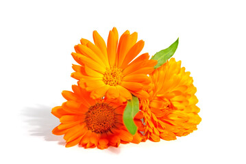 Blüten der Ringelblume, Calendula officinalis, vor weißem Hintergrund