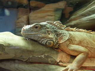 Iguana chameleon animal in profile.