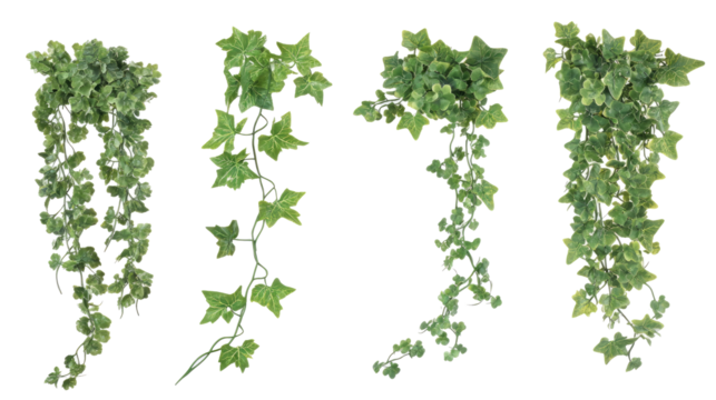 Set of Artificial Ivy Vines on a Transparent Background for Decoration Generative AI