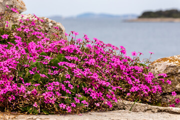 Vibrant Coastal Blossoms Along Rogoznica&rsquo;s Shores in Balkan. Pink Wildflowers and Sea Views: A Glimpse of Rogoznica, Croatia. Nature in Bloom by the Adriatic: Rogoznica&rsquo;s Coastal Beauty