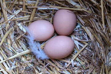 Three fresh eggs resting in a straw nest with a feather