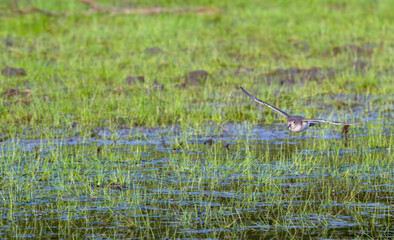 Lesser yellowlegs flies low over a shallow pond with bright green grass.