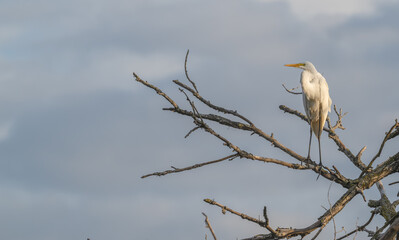 Great egret, or white heron, perched in a tree.
