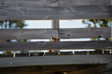 close-up of a chipmunk (Tamias)