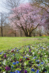park landscape Ostpark munich withlight pink blooming cherry tree, green meadow with wildflowers