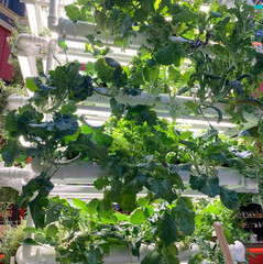 microgreens stand in the mall. Arugula, cabbage, peas, fresh greens. Growing, healthy vitamins, herbs, home microgreens, kitchen, leaves, microelements