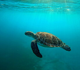 Obraz premium side view of swimming green sea turtle in caribbean sea in Guadeloupe. Sunrays passing underwater and turquoise sea color.