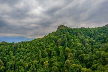 green forest and sky