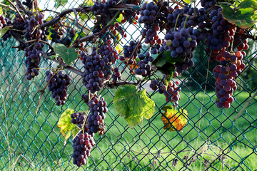 Bunches of strawberry grapes growing on a net, vivid colors, background out of focus.