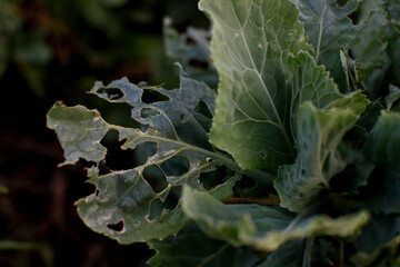 Macro photography of a green leaf of vegetable plant partially eaten by insects.