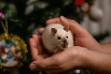 Cute white rat in hands against the background of a Christmas tree