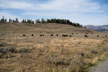 Fototapeta premium wild american Bison feeding on autumnal grass