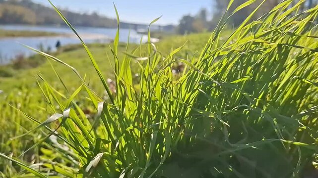 trawa nad rzeką w jesienne południe