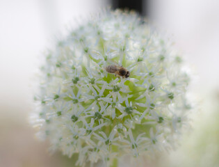 Owad_2024 © Krzysiek Cegiełka