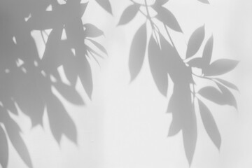 PNG Shadow from leaves minimalist shadows white.