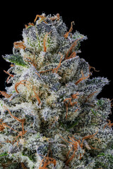 Closeup of a single dried cannabis nug