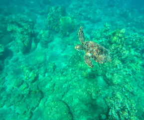 green sea turtle in caribbean sea, swimming to the surface. Underwater photo of chelonia mydas reptile. Guadeloupe wildlife