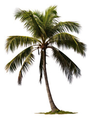 PNG Coconut tree plant white background tranquility.