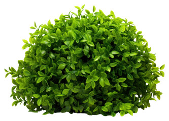 Fototapeta premium PNG Green light bush plant hedge herbs.