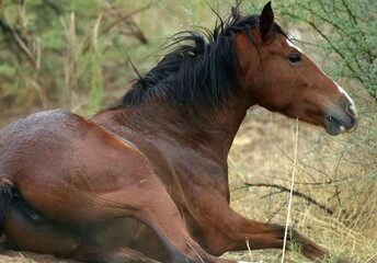 Obraz premium Wild Horse Lying in Grass 