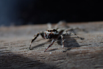 close up of small spider