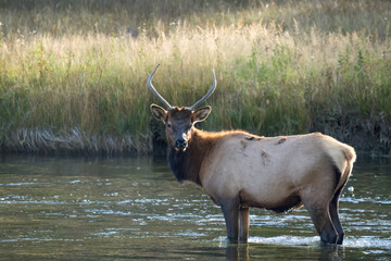 a male Elk (Cervus canadensis) standing in a river