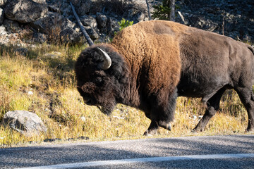 close-up head-shopt of a a large wild male American Bison