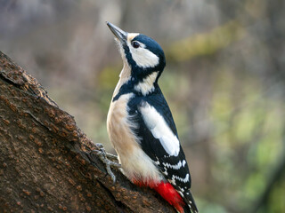Female of great spotted woodpecker perched on a tree trunk
