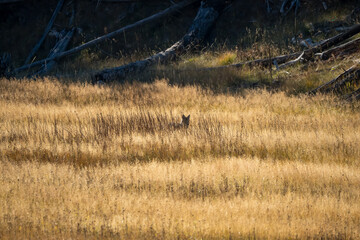 wild coyote (Canis latrans), also known as the American jackal, prairie wolf, or brush wolf hunting...