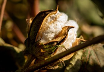 Macro of cotton flower
