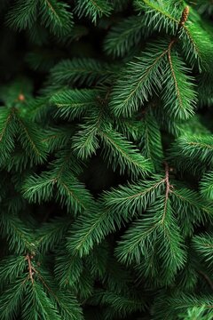 Close up of green tree branches with a dark background. Concept of tranquility and natural beauty