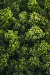 Naklejka premium Lush green forest with trees of various sizes. The trees are densely packed, creating a sense of depth and a feeling of being surrounded by nature. Concept of tranquility and serenity
