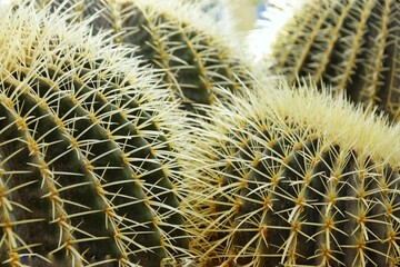 Cacti, succulents in the garden