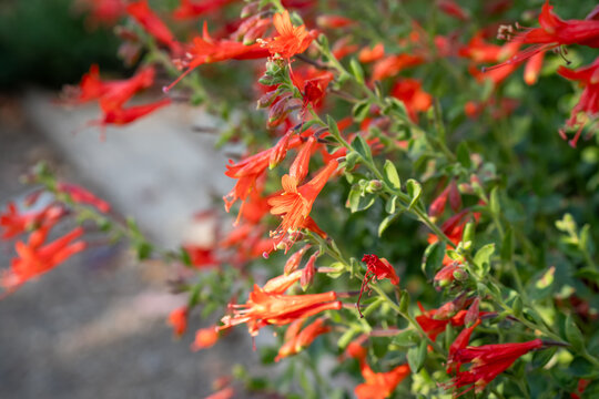 close-up of flowering California Fuchsia (Epilobium septentrionale, Humboldt County fuchsia)