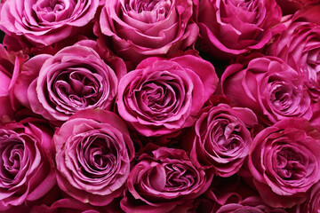 pink roses background