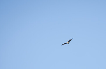 Obraz premium a wild red kite (Milvus milvus) in flight, clear blue sky