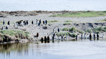 King penguin conlony in Tierra del Fuego