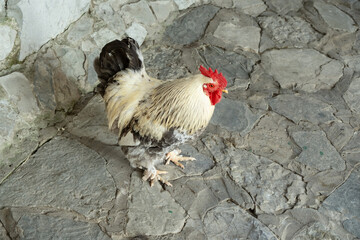 A white and gray rooster walking on a stone floor in a rustic setting during daylight