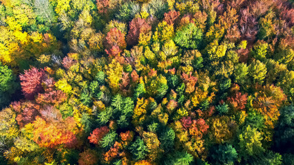 Drone view of a mixed forest in Northern Europe with bright autumn colors.
