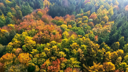 Drone view of a mixed forest in Northern Europe with bright autumn colors.