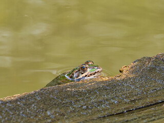 Frog in a drinking trough, near the town of Xativa, Spain.
