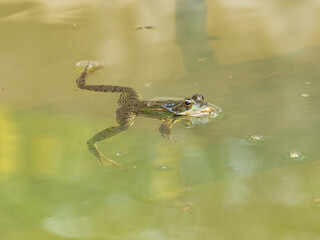 Frog in a drinking trough, near the town of Xativa, Spain.