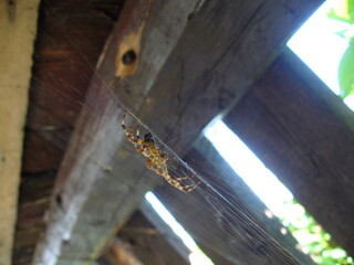 European garden spider on spiderweb under wooden roof in gazebo - close-up shot. Topics: natural environment, Arachnophobia, insect, fauna, flora, macro, nature