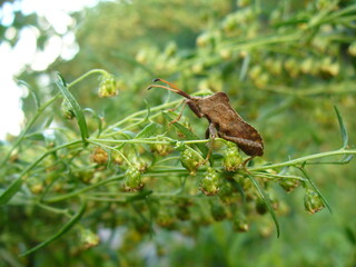 Brown insect Coreidae with antennae on green herb plant of Estragon, Tarragon, Artemisia dracunculus - close-up shot. Topics: vegetation, flora, fauna, macro, season, natural environment, garden